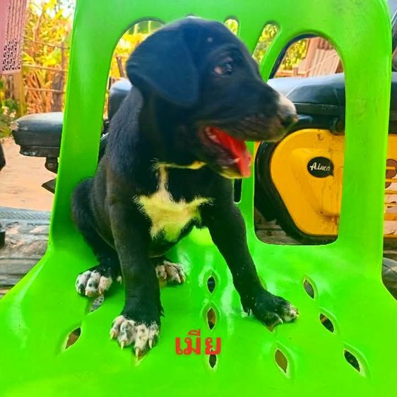 ลาบาดอ รูปที่ 10