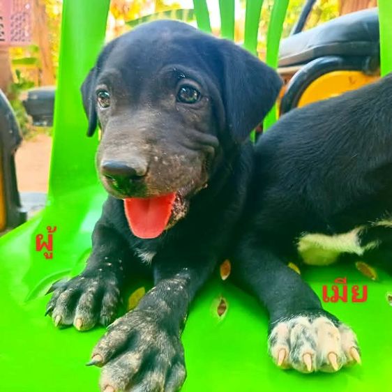 ลาบาดอ รูปที่ 5