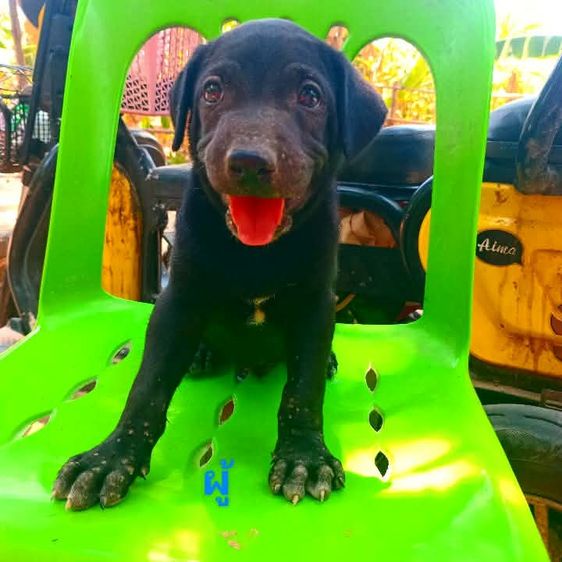 ลาบาดอ รูปที่ 17