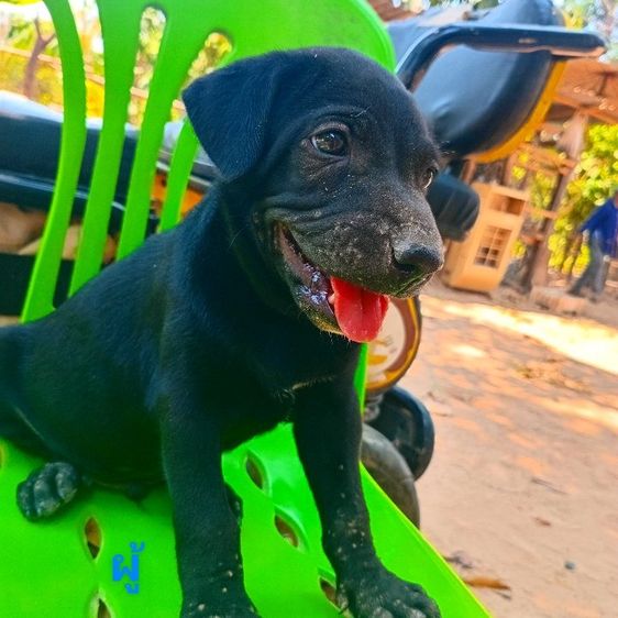 ลาบาดอ รูปที่ 16