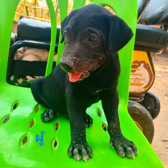 ลาบาดอ รูปที่ 15