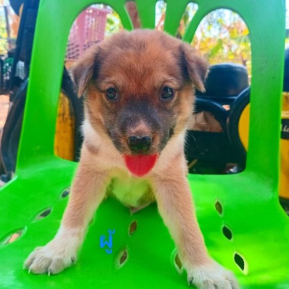 ลาบาดอ รูปที่ 4