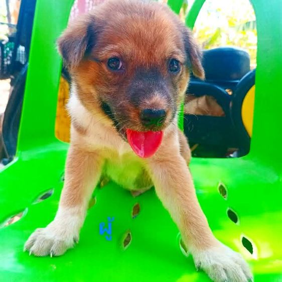 ลาบาดอ รูปที่ 3