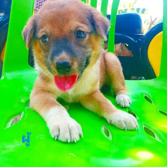 ลาบาดอ รูปที่ 2