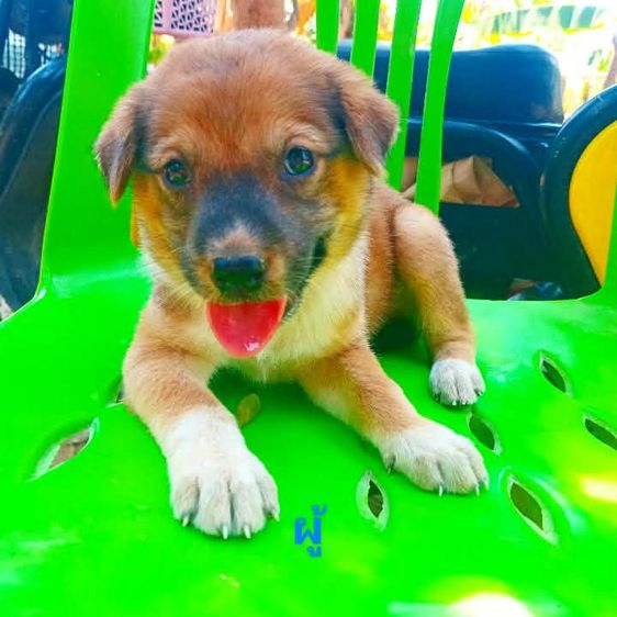 ลาบราดอร์ (Labrador) ใหญ่ ลาบาดอ