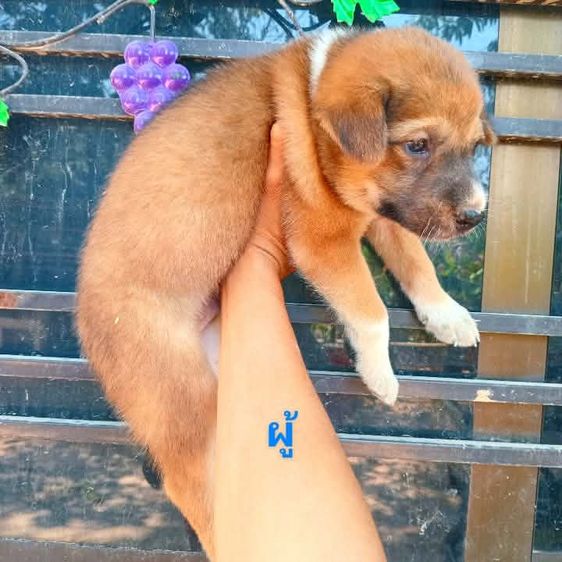 ลาบาดอ รูปที่ 6