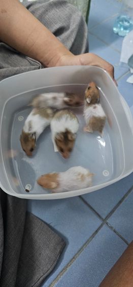 หนูแฮมเตอไจแอน รูปที่ 5