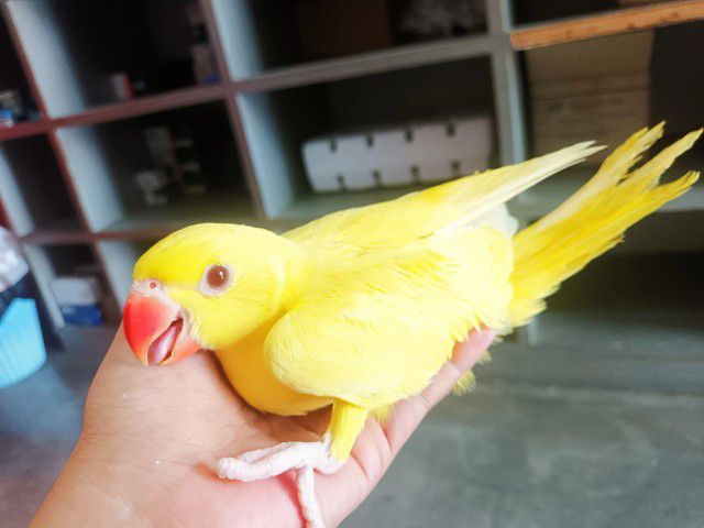 อื่นๆ นกแก้วริงเนค