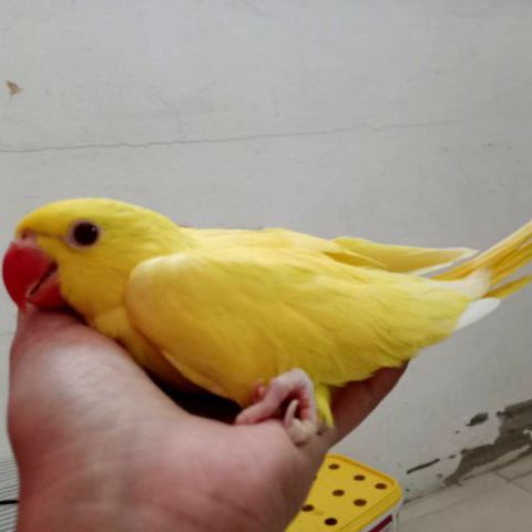 นกแก้วริงเนค รูปที่ 5