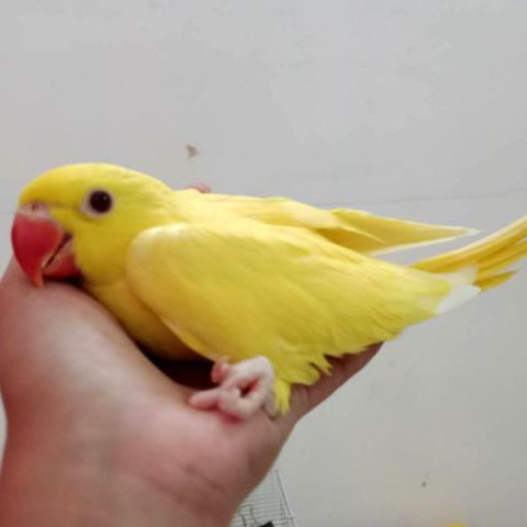 นกแก้วริงเนค รูปที่ 4