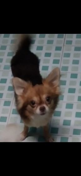 ชิวาวา (Chihuahua) เล็ก ให้ฟรีชิวาว่า5ตัว