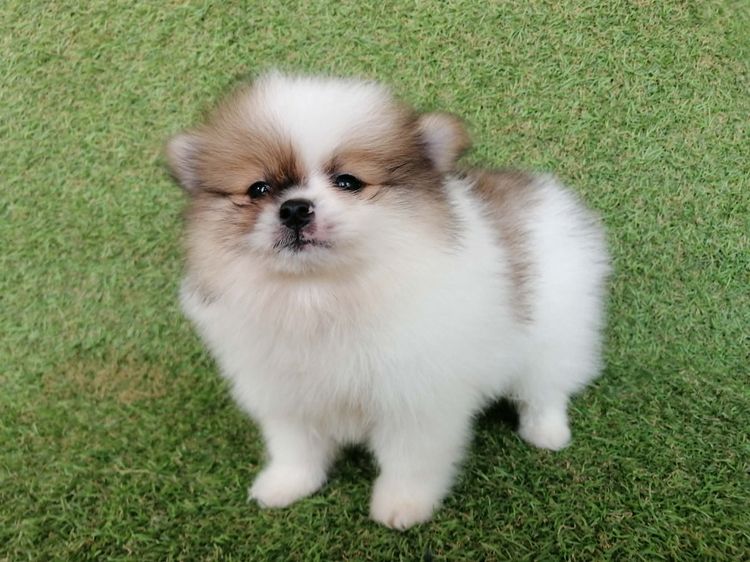 ปอมเมอเรเนียน (Pomeranian) เล็ก ด่วน โปรสงกรานต์ 5900 ลดเหลือ 5000 ปอมเเท้ เพศผู้ สีปาร์ตี้ พร้อมย้าย