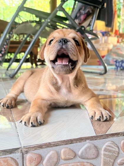 บลูด็อกผสม รูปที่ 5