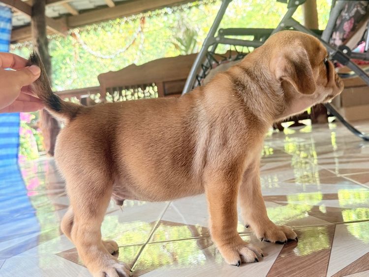 บลูด็อกผสม รูปที่ 7