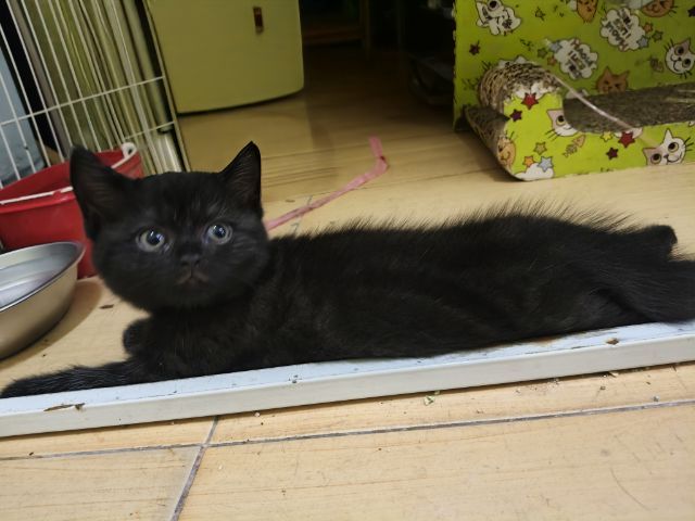 สก็อตติชชาย รูปที่ 4