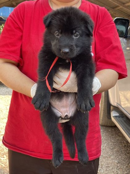 เปิดจองลูกสุนัขเยอรมันเชพเพิร์ดสีดำล้วน รูปที่ 2