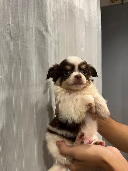 ลูกชิวาว่าขนยาว รูปที่ 4