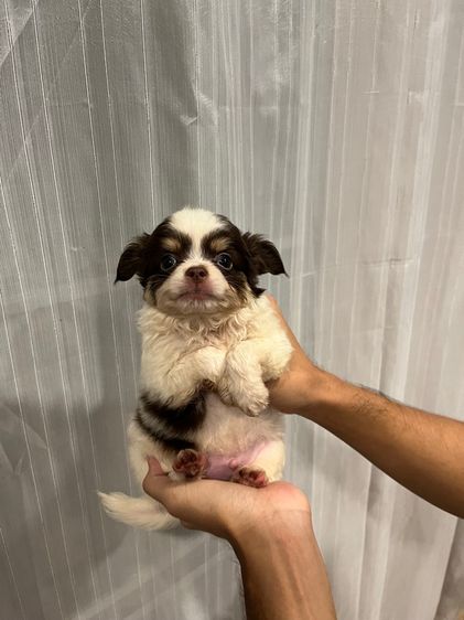 ลูกชิวาว่าขนยาว รูปที่ 2