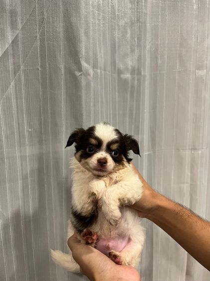 ลูกชิวาว่าขนยาว รูปที่ 3