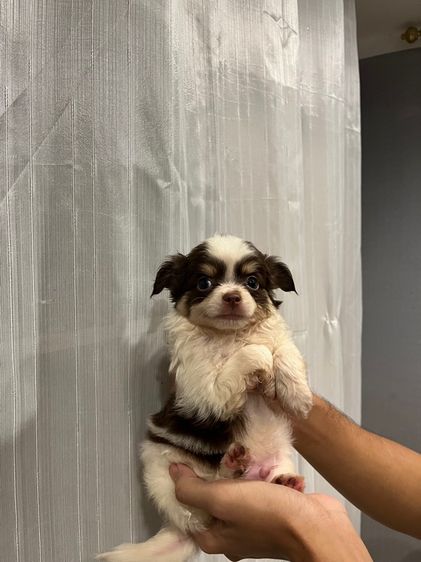 ลูกชิวาว่าขนยาว รูปที่ 5