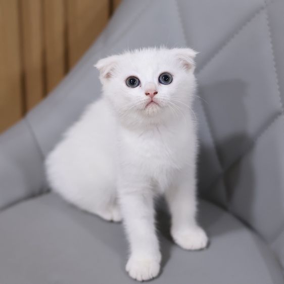 แมวสก็อตติชโฟลด์ รูปที่ 2