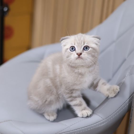 แมวสก็อตติชโฟลด์ รูปที่ 6