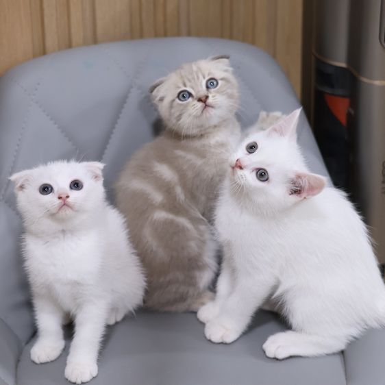 แมวสก็อตติชโฟลด์