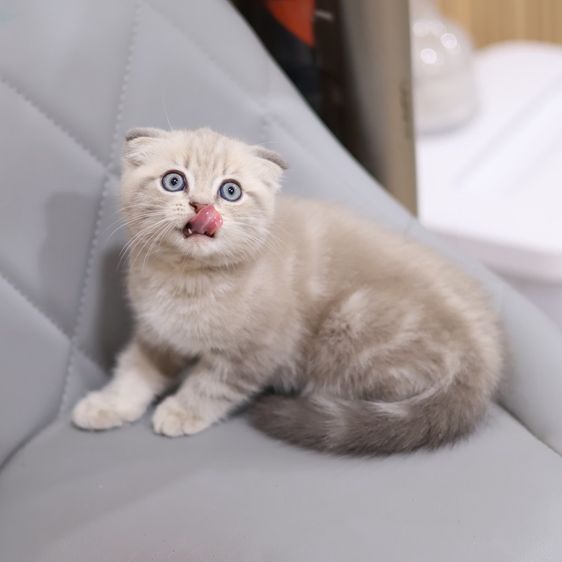 แมวสก็อตติชโฟลด์ รูปที่ 5