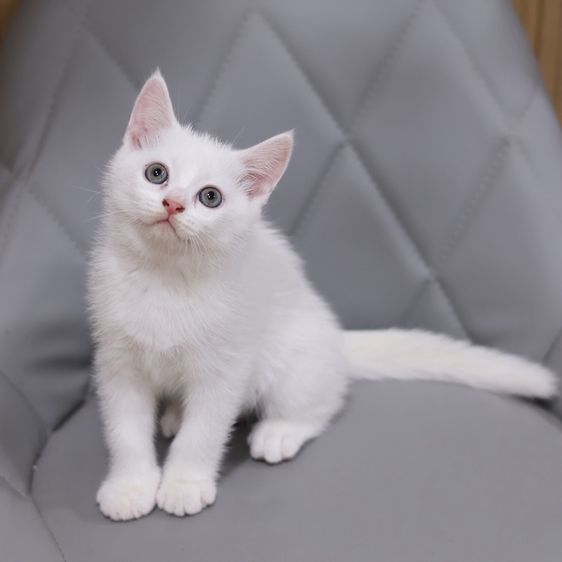 แมวสก็อตติชโฟลด์ รูปที่ 7