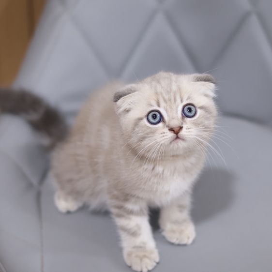 แมวสก็อตติชโฟลด์ รูปที่ 4