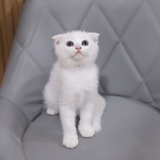 แมวสก็อตติชโฟลด์ รูปที่ 3