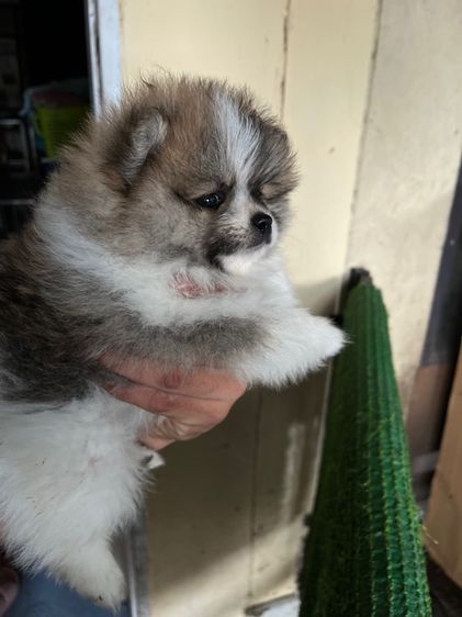 ปอมเมอเรเนียน (Pomeranian) เล็ก ปอมแท้เพศเมีย