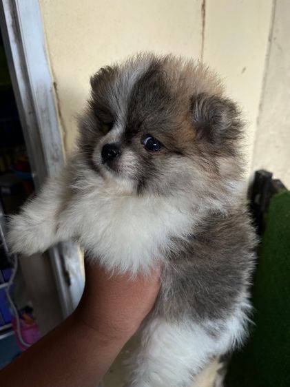 ปอมแท้เพศเมีย รูปที่ 5