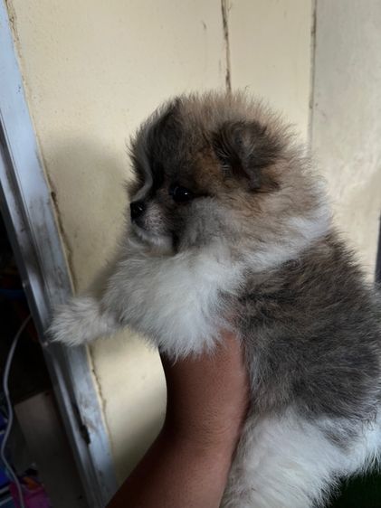 ปอมแท้เพศเมีย รูปที่ 4