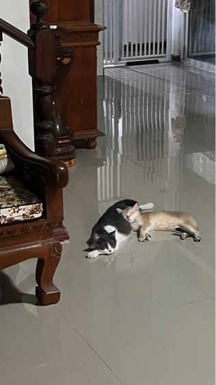  แมวบริติส รูปที่ 6