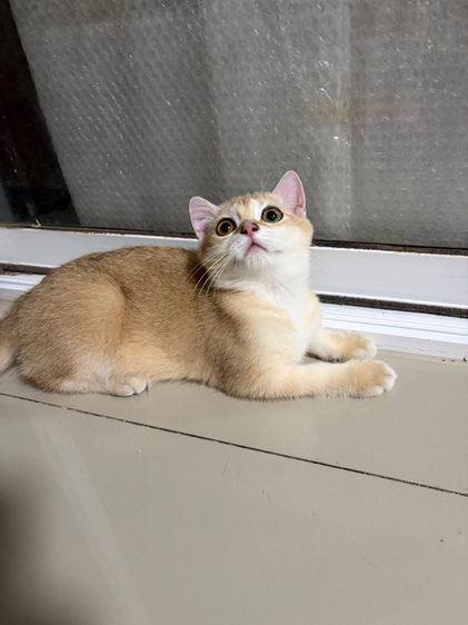  แมวบริติส รูปที่ 5