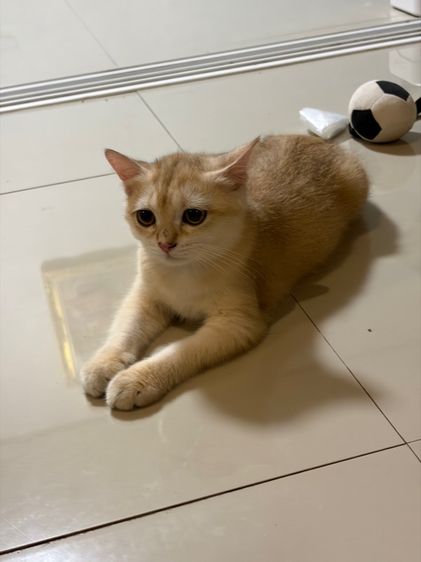  แมวบริติส