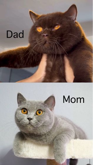 แมวบริติชช๊อตแฮร์(WCF)เพศชายสีดำ รูปที่ 8