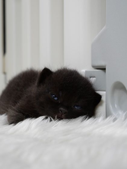 แมวบริติชช๊อตแฮร์(WCF)เพศชายสีดำ รูปที่ 4