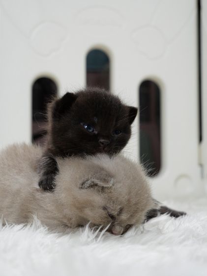 แมวบริติชช๊อตแฮร์(WCF)เพศชายสีดำ รูปที่ 7