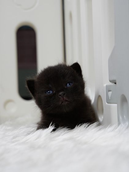 แมวบริติชช๊อตแฮร์(WCF)เพศชายสีดำ รูปที่ 5