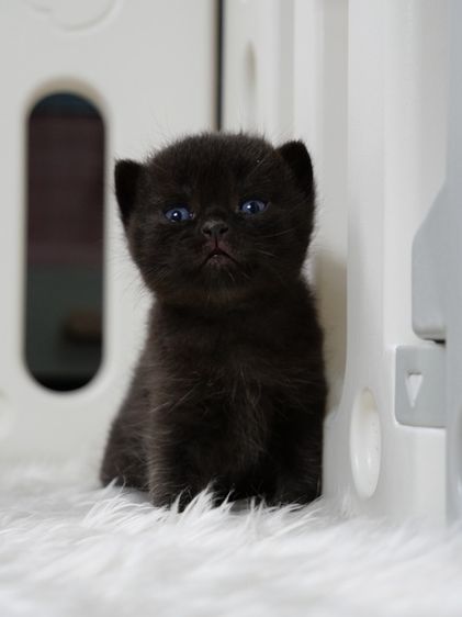 บริติช ชอร์ตแฮร์ (British Shorthair) แมวบริติชช๊อตแฮร์(WCF)เพศชายสีดำ