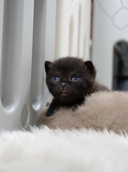 แมวบริติชช๊อตแฮร์(WCF)เพศชายสีดำ รูปที่ 2