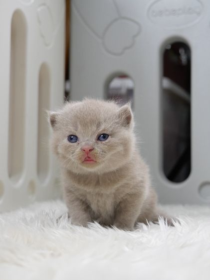 แมวบริติชช๊อตแฮร์(WCF)เพศชายสีไลแลก01 รูปที่ 7