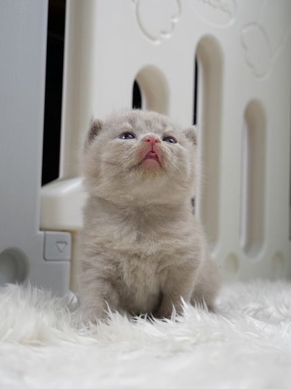 แมวบริติชช๊อตแฮร์(WCF)เพศชายสีไลแลก01 รูปที่ 2