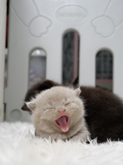 แมวบริติชช๊อตแฮร์(WCF)เพศชายสีไลแลก01 รูปที่ 5