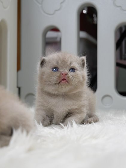 แมวบริติชช๊อตแฮร์(WCF)เพศชายสีไลแลก02