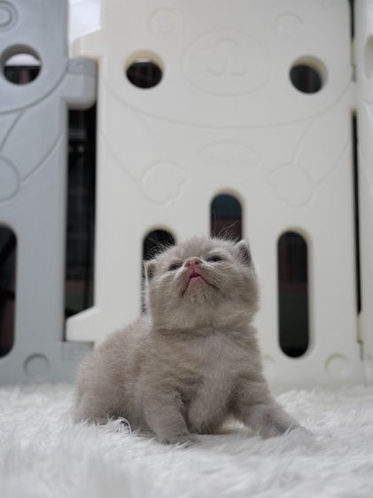 แมวบริติชช๊อตแฮร์(WCF)เพศชายสีไลแลก02 รูปที่ 5