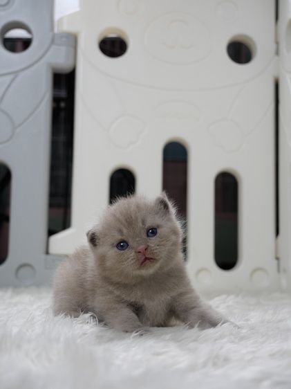 แมวบริติชช๊อตแฮร์(WCF)เพศชายสีไลแลก02 รูปที่ 3