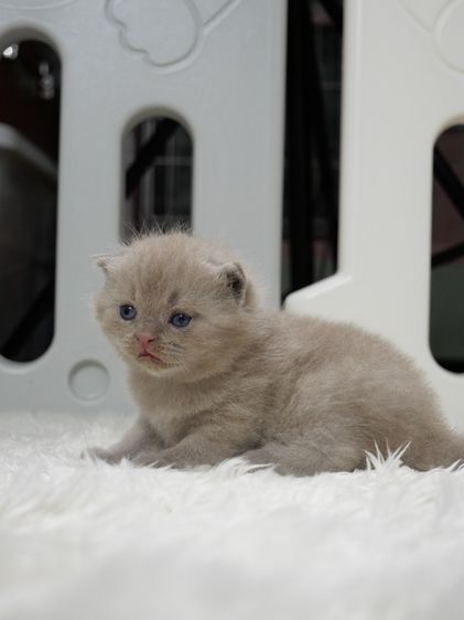 แมวบริติชช๊อตแฮร์(WCF)เพศชายสีไลแลก02 รูปที่ 2